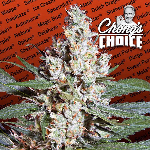 Paradise Seeds - L.A. Amnesia